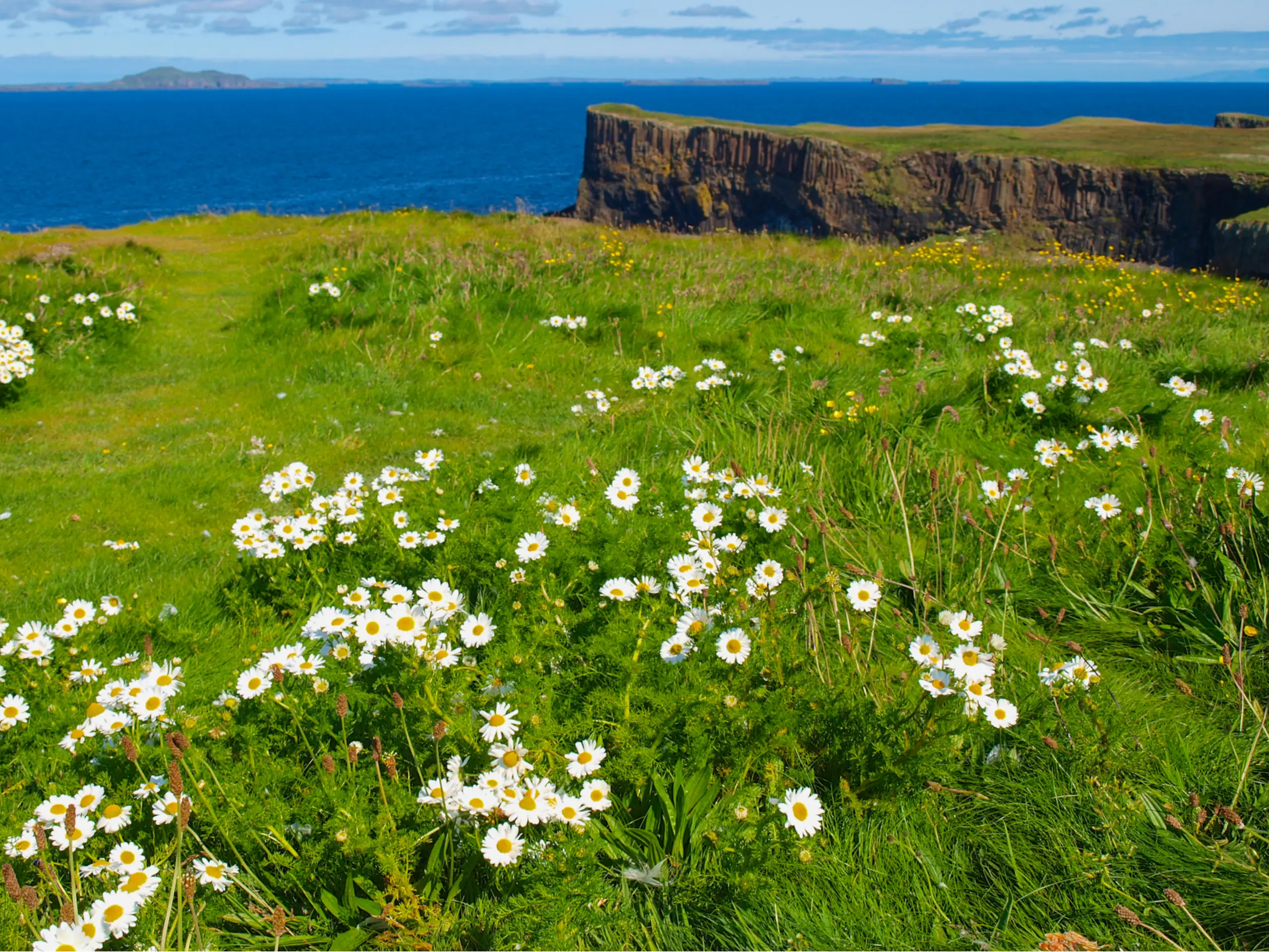 Such a profusion of wild flowers on the summit