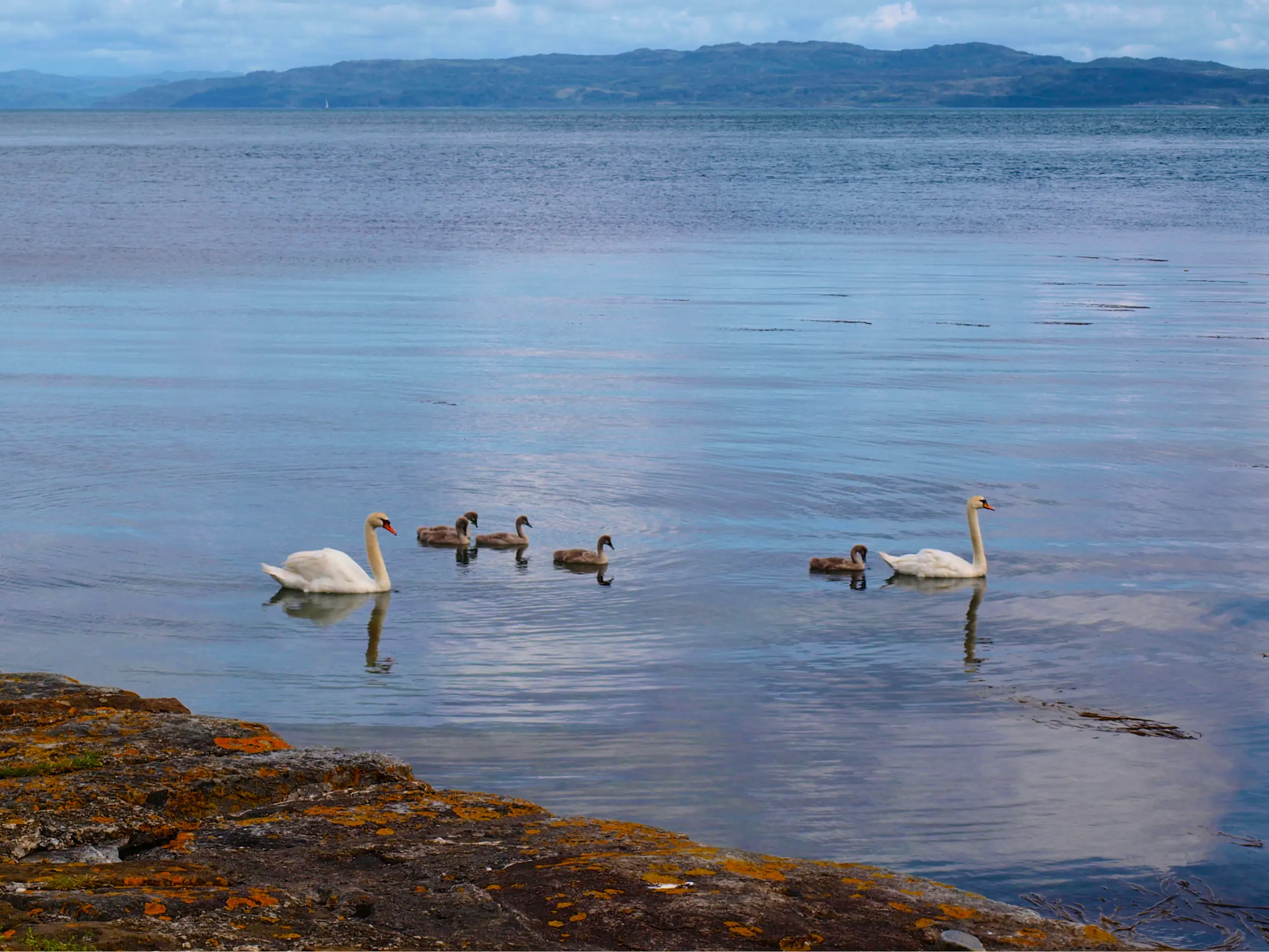 Swans in Ardlussa Bay