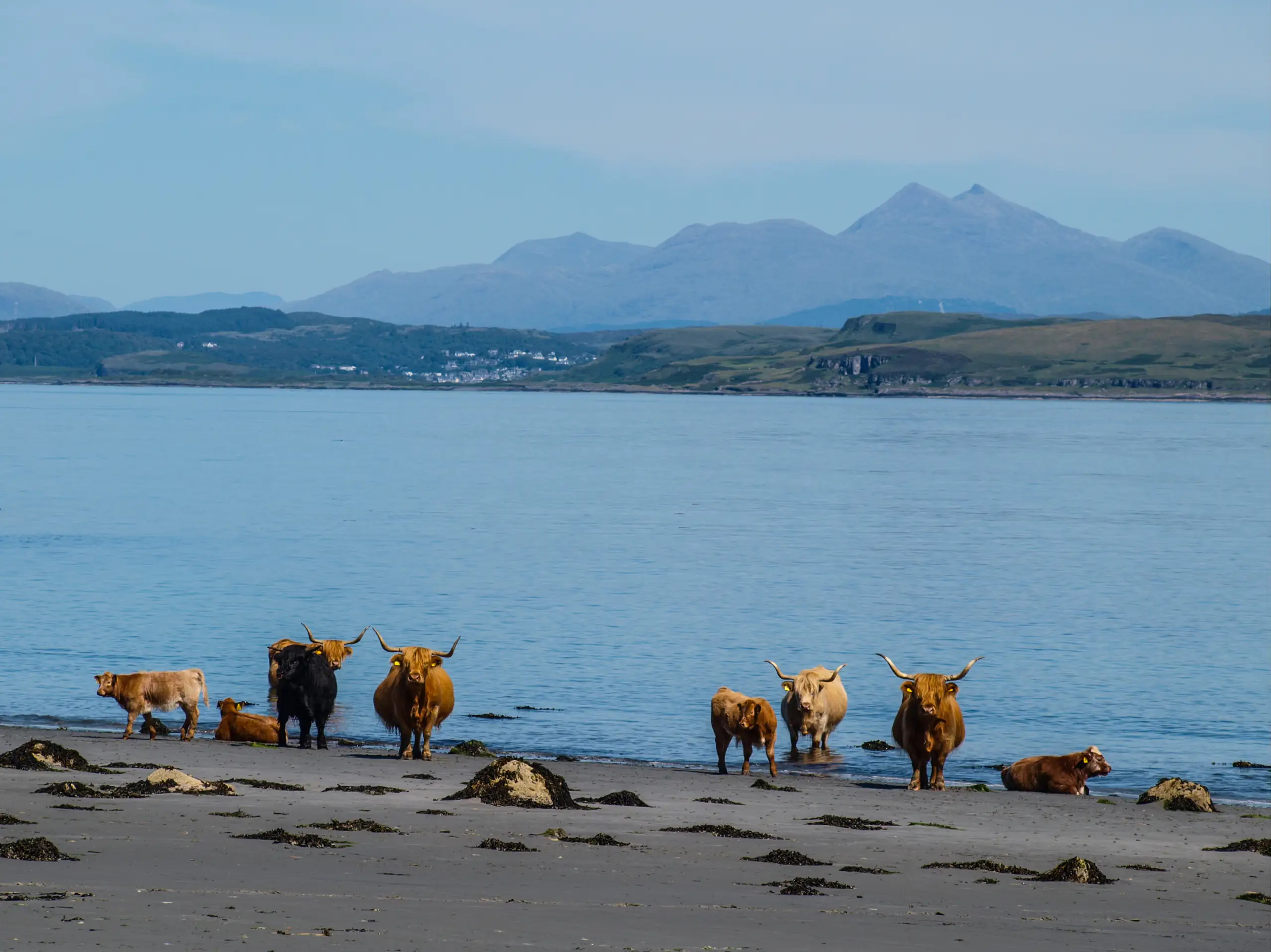 A gathering of Highland Cows on the beach, Ben Cruachan in the distance