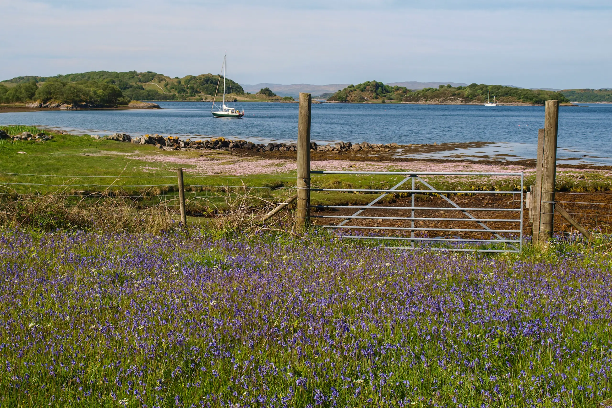 An abundance of bluebells too