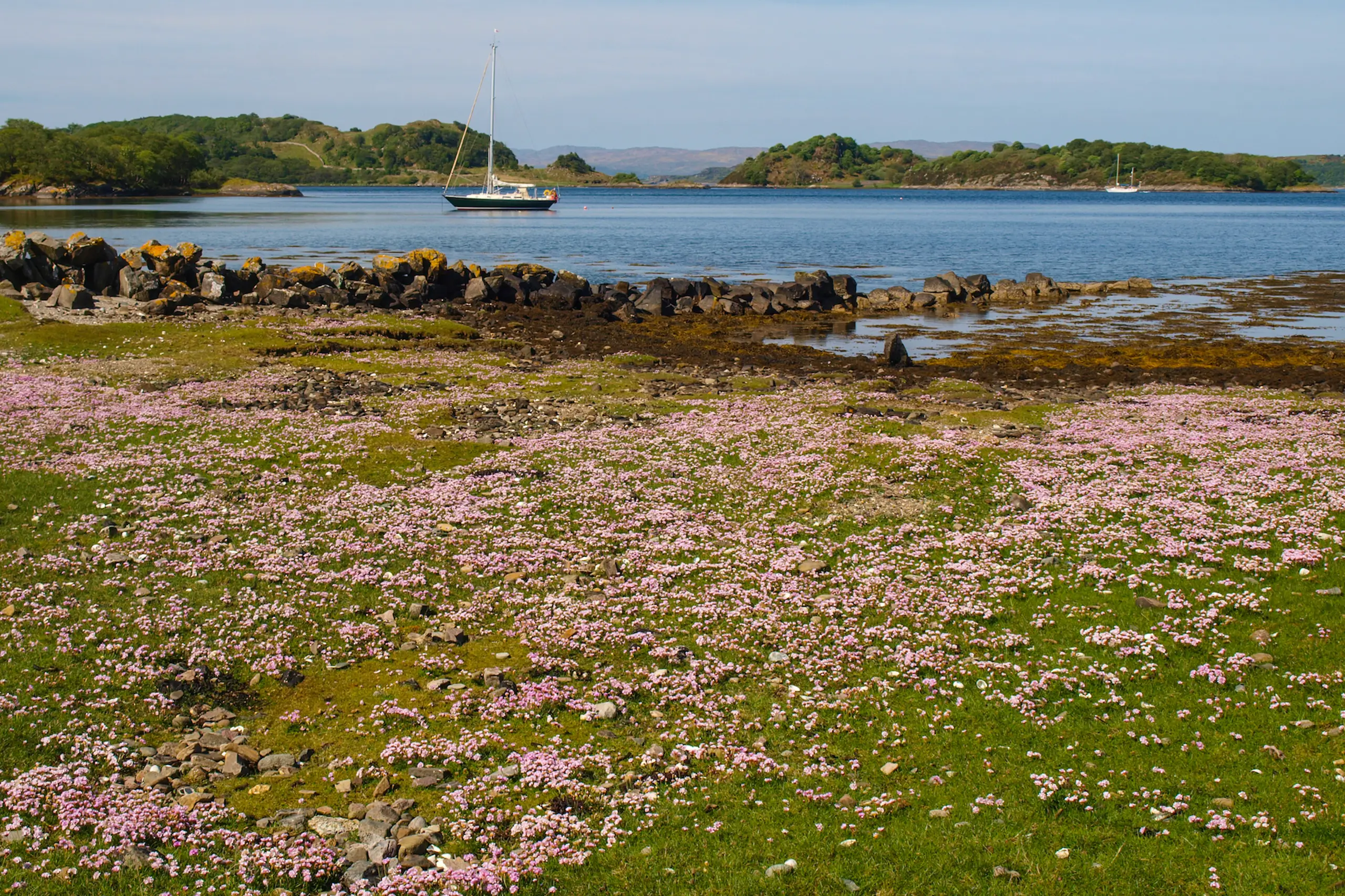 An abundance of sea pinks