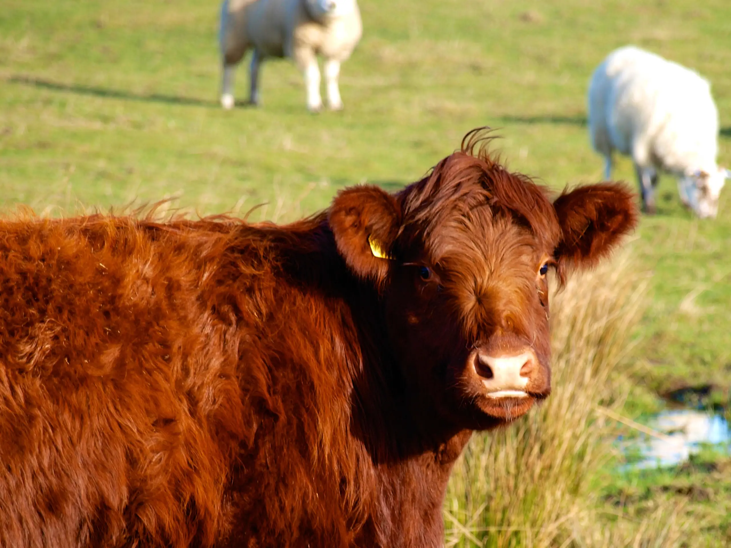 Luing cattle