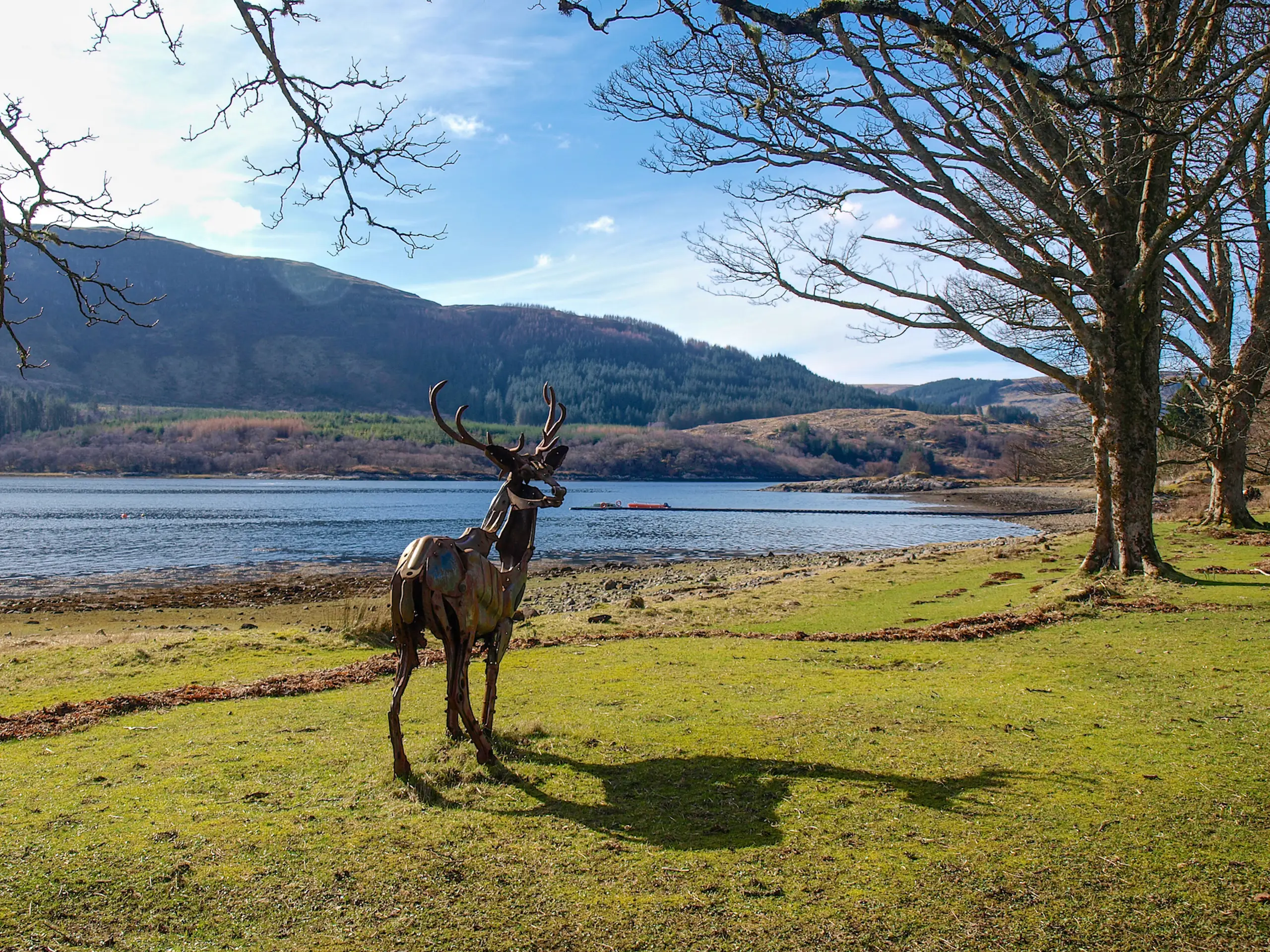 Heken Denerley's stag at Rahoy House