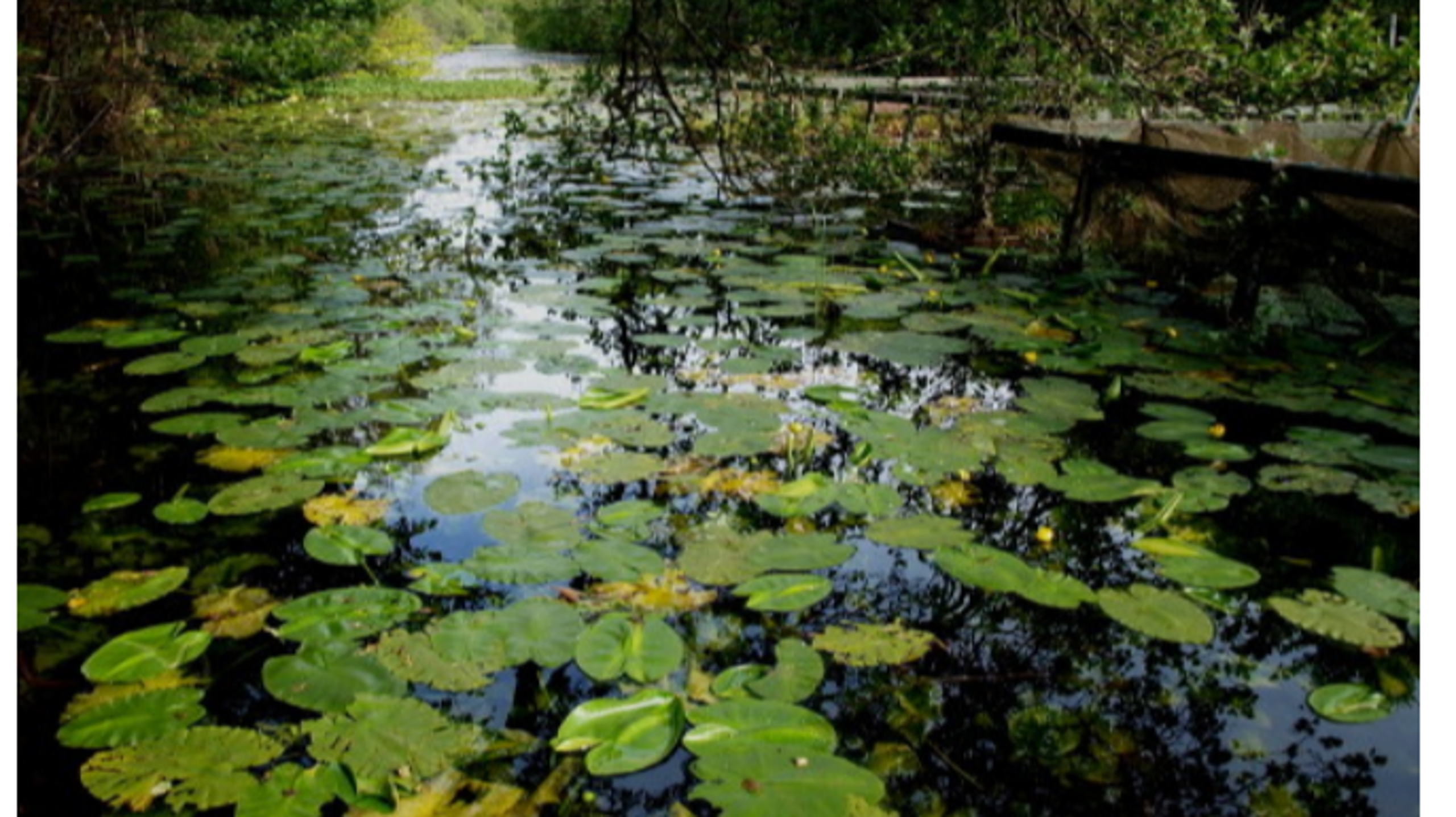 A lochan in Aros Park