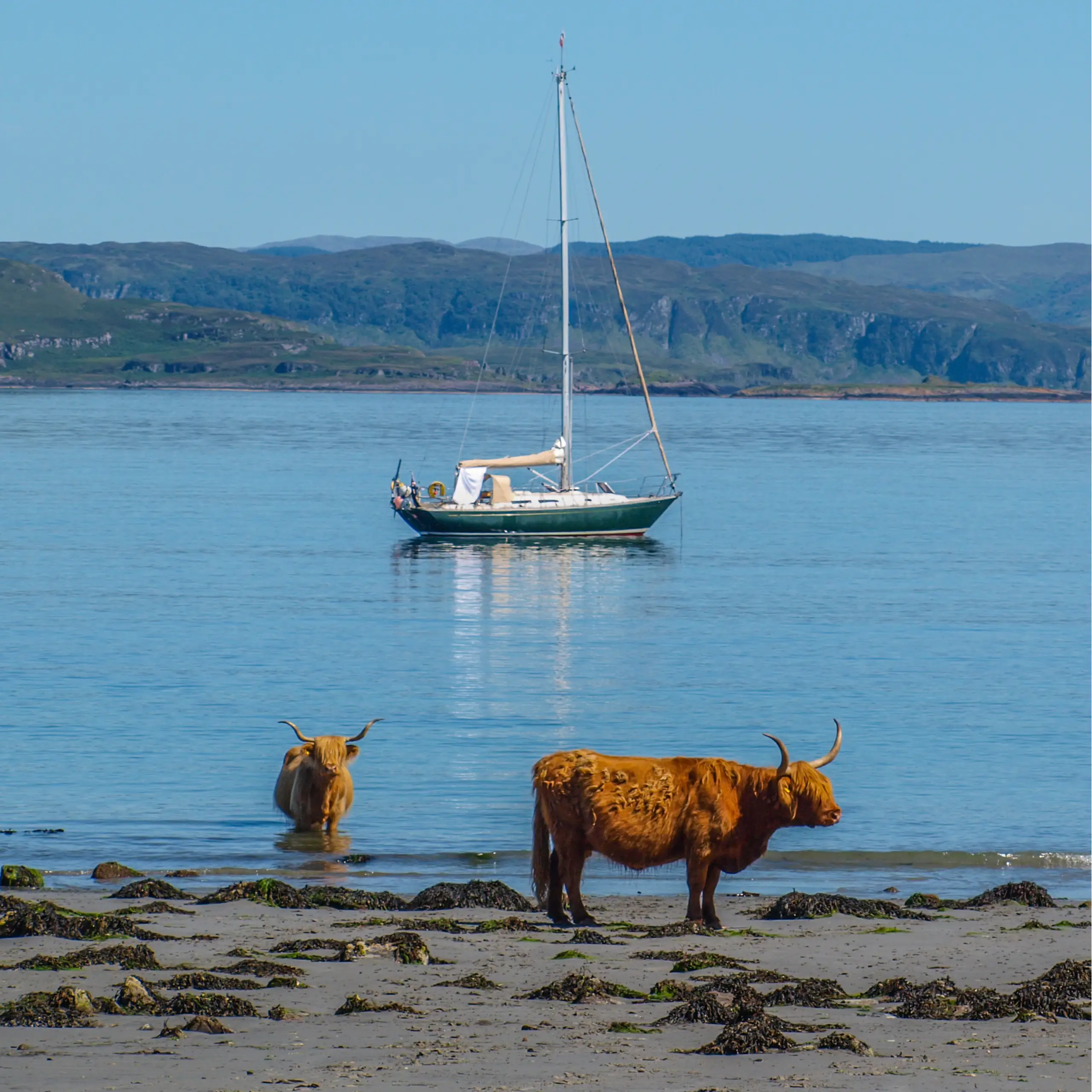 Pickle with Highland Cows