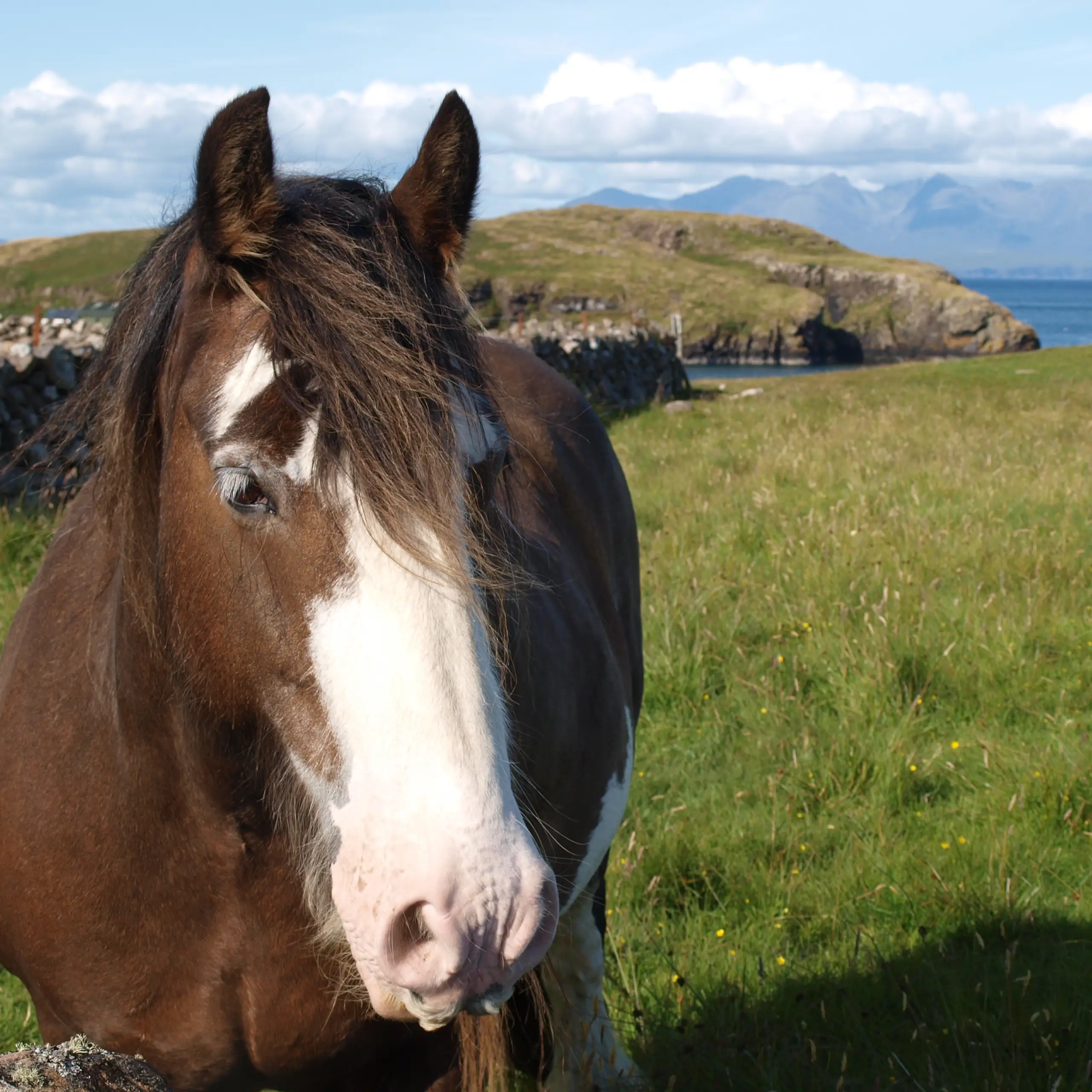 Not for riding I think, on Canna