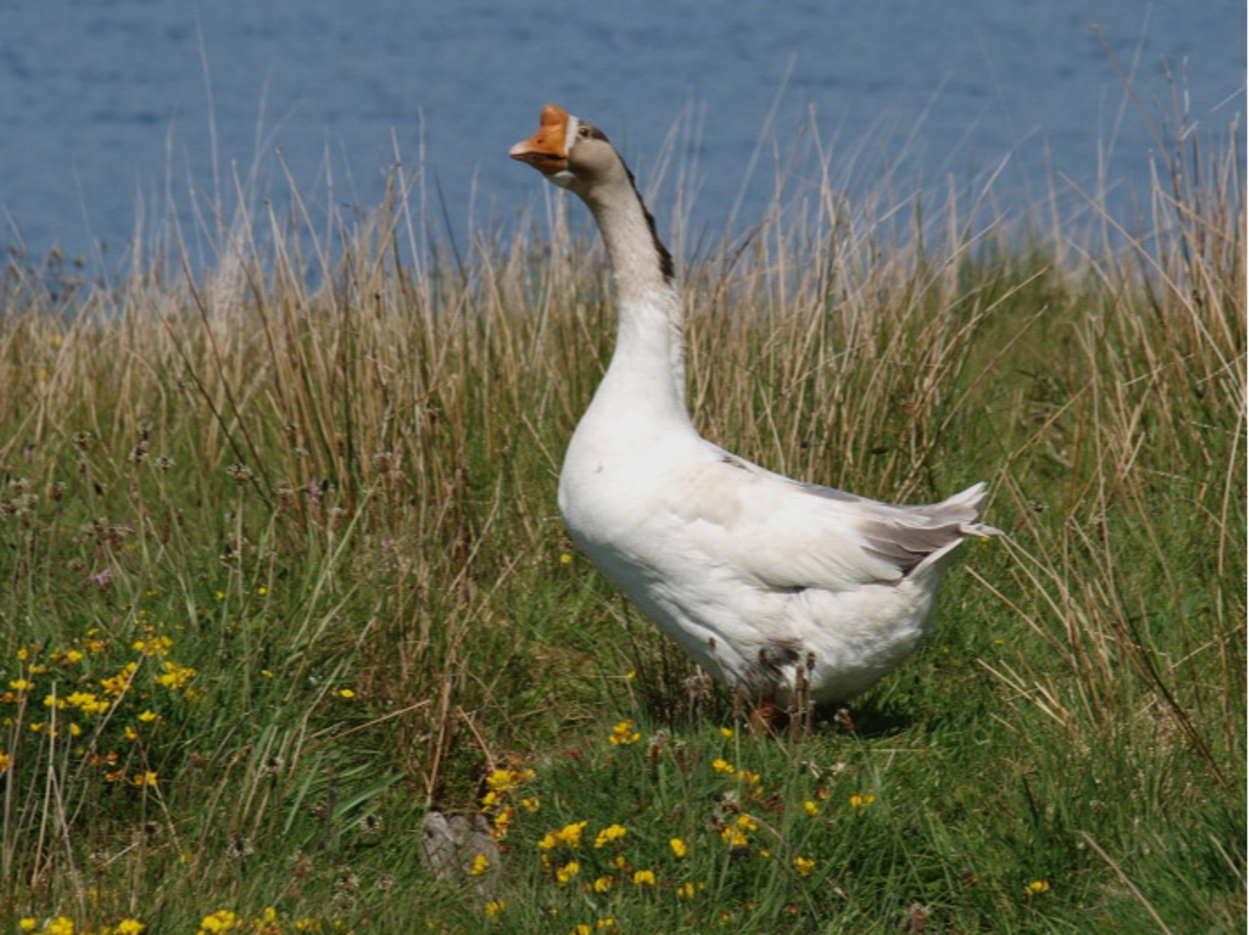 A not very pleased goose, maybe they were her eggs