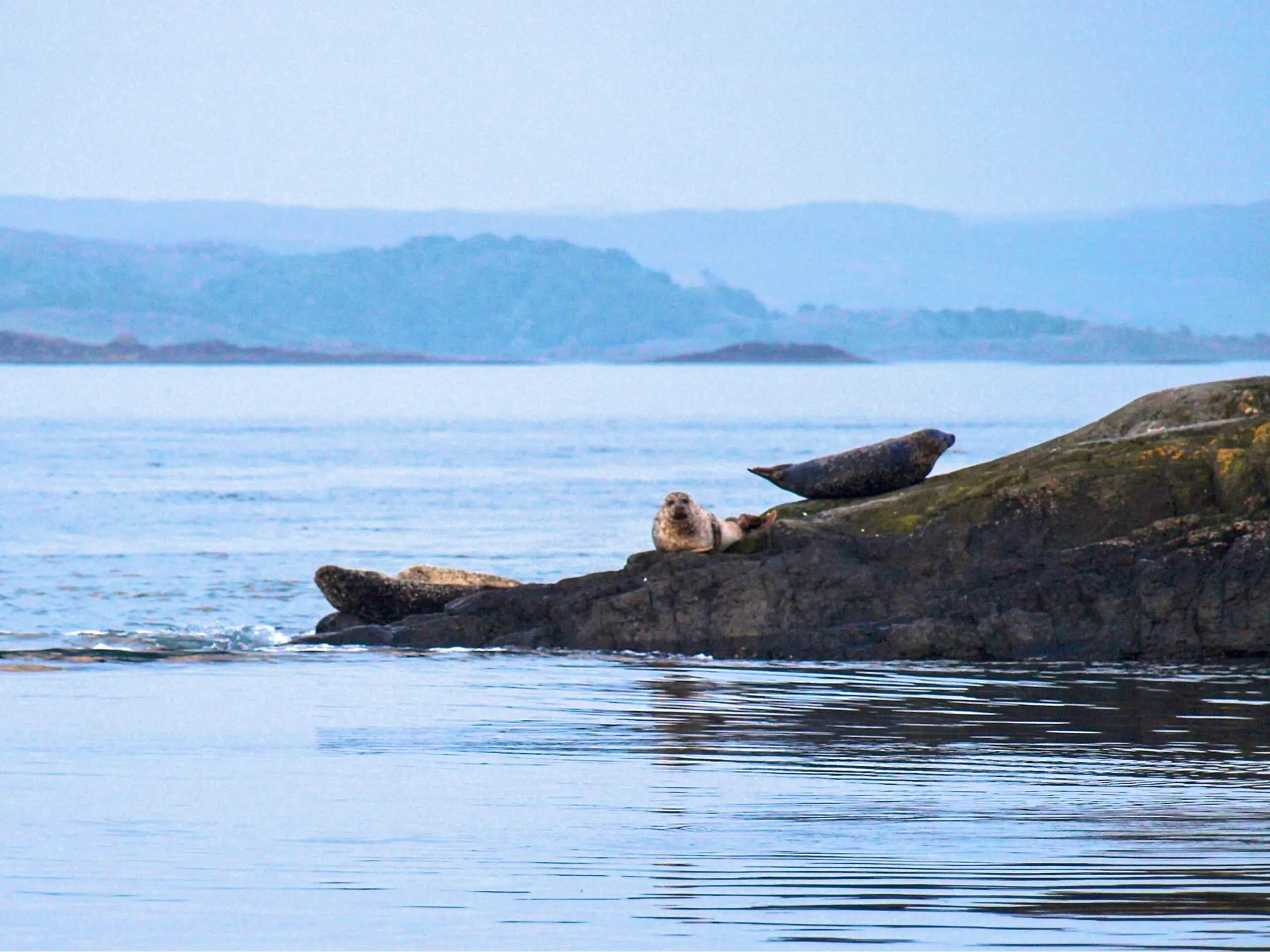 Seals at the anchorage