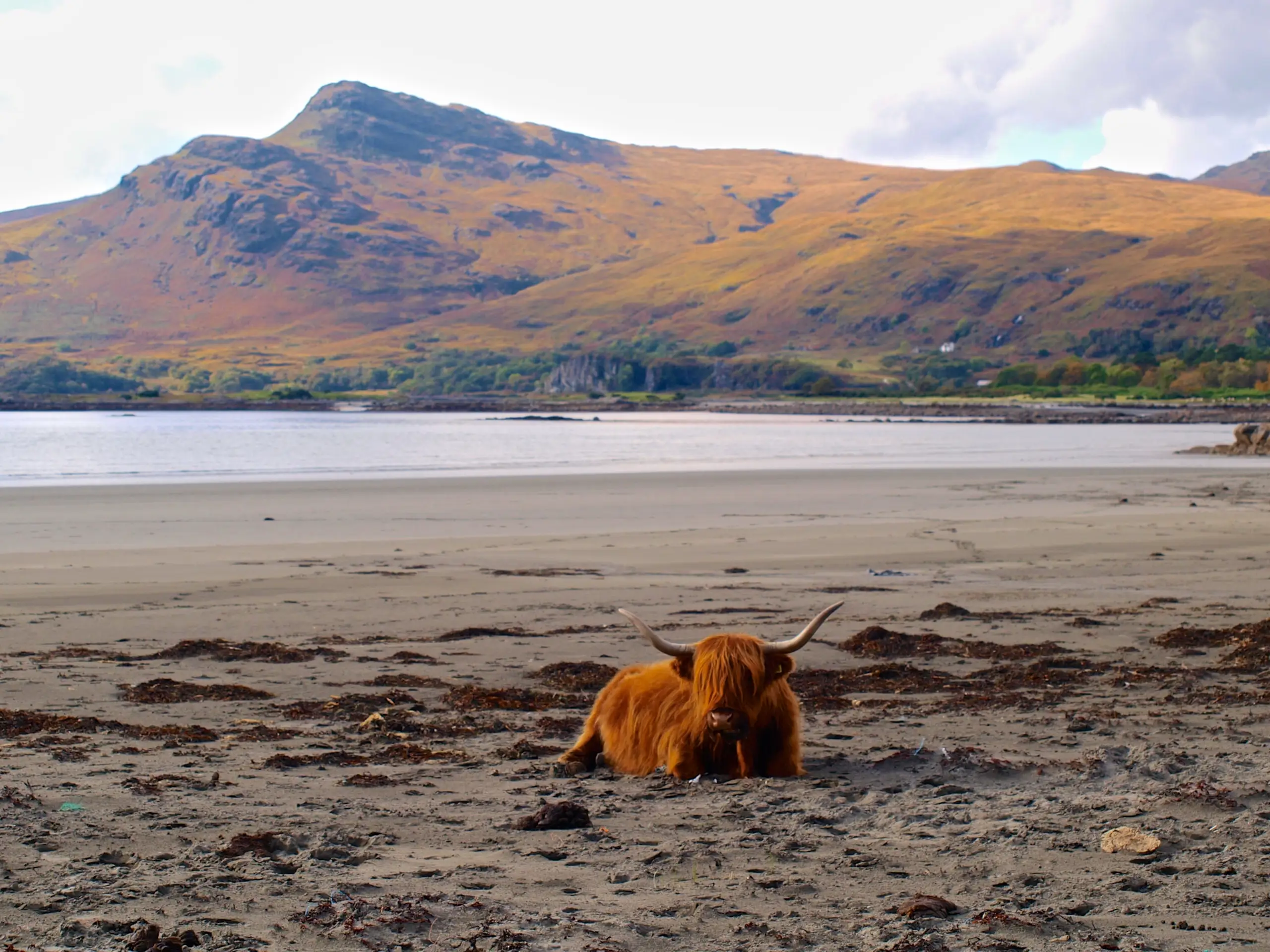 A Highland Cow resting on the beach