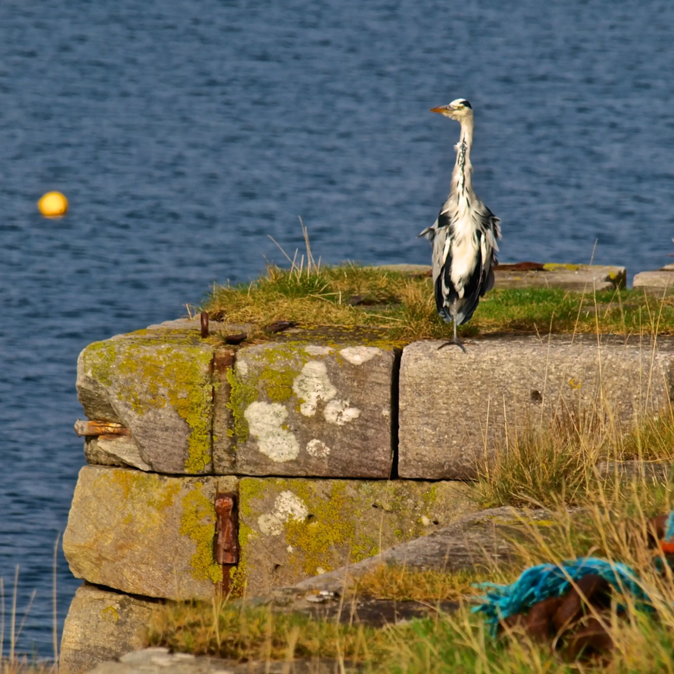 A Craignure heron