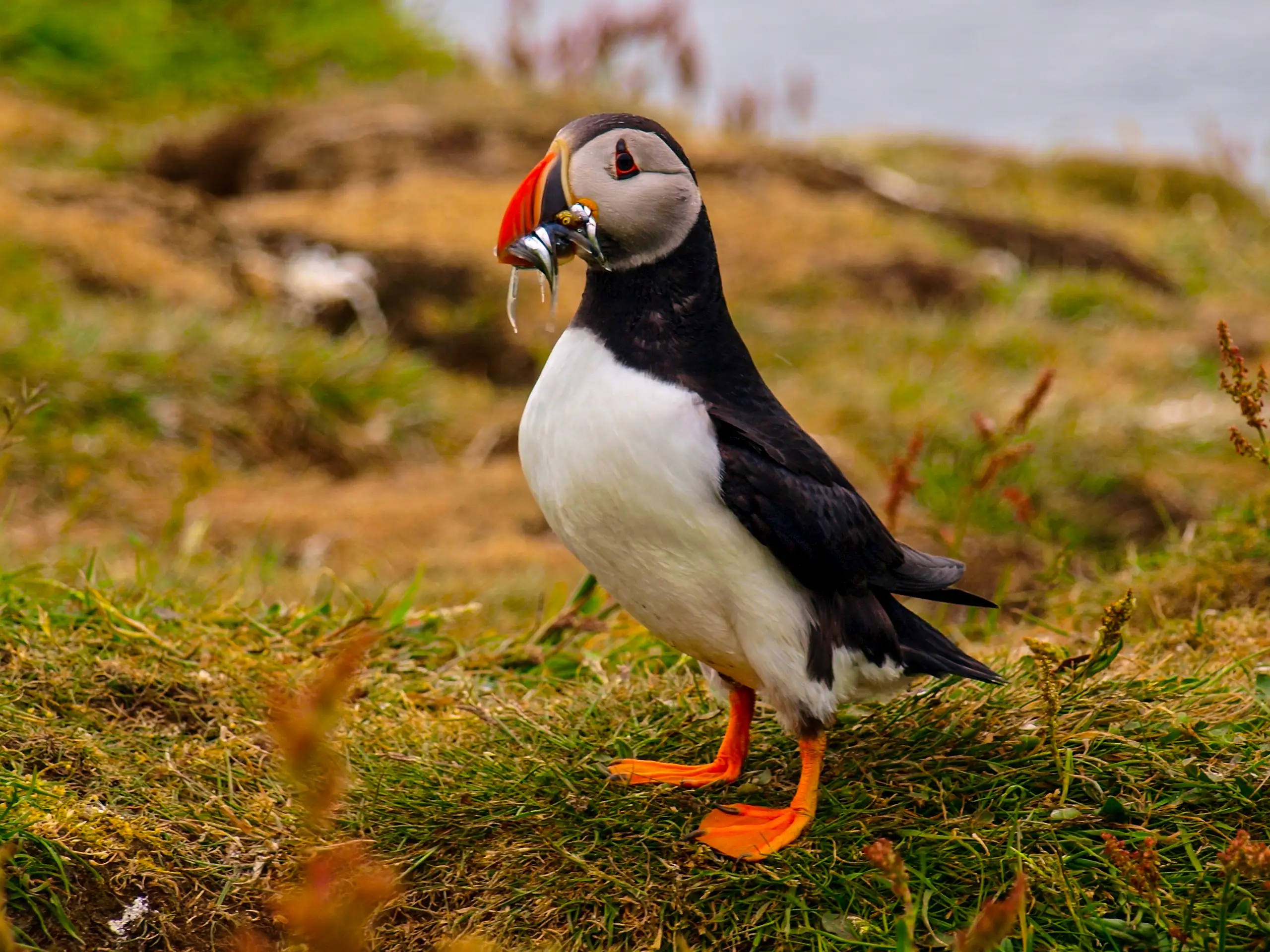 So many puffins