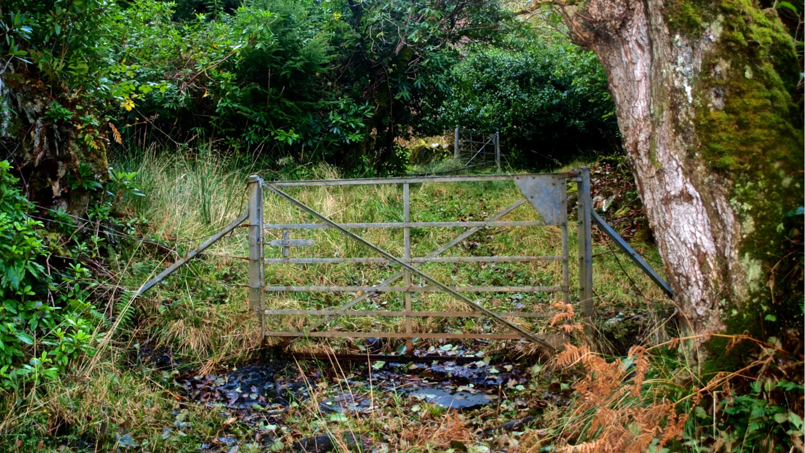 Entering the overgrown graveyard