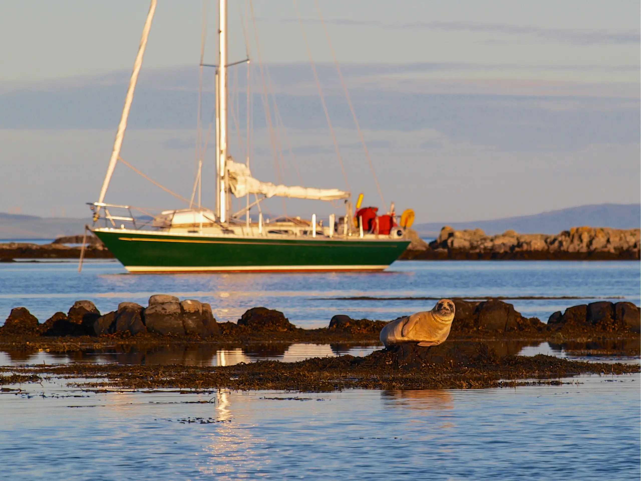 At anchor with a curious seal standing by