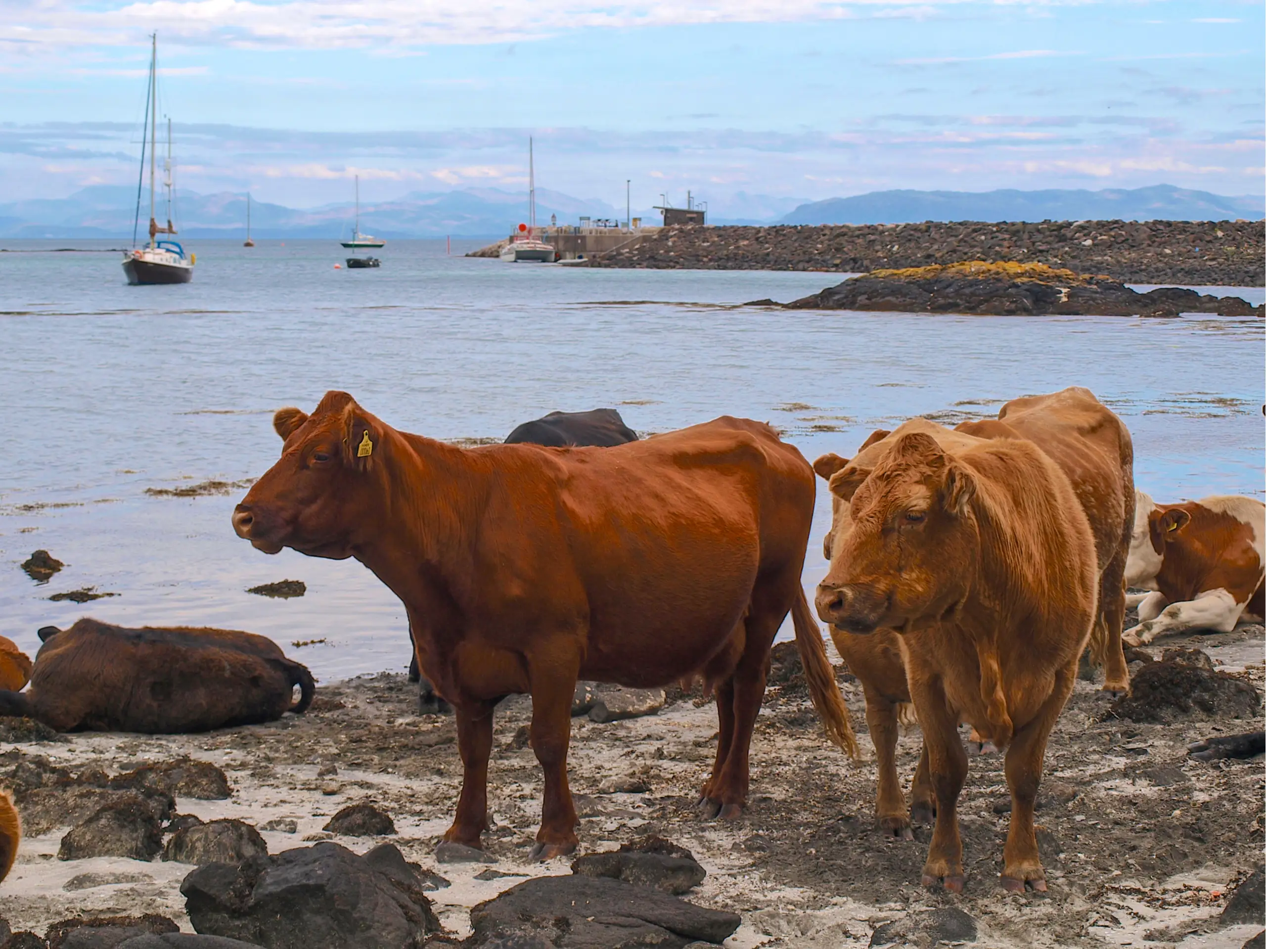 Cows with the modern pier in the background