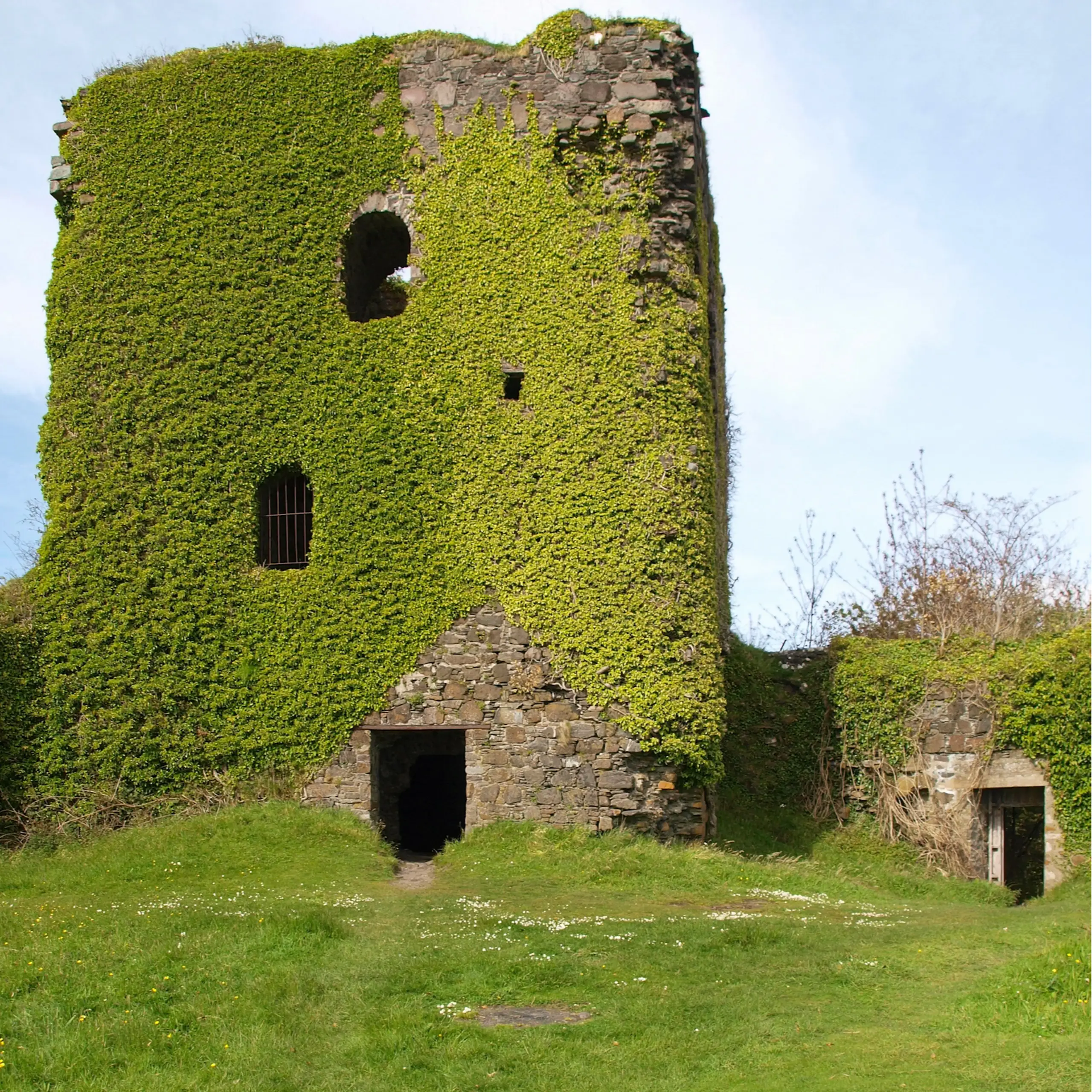 Dunollie Castle when it was still embraced with ivy