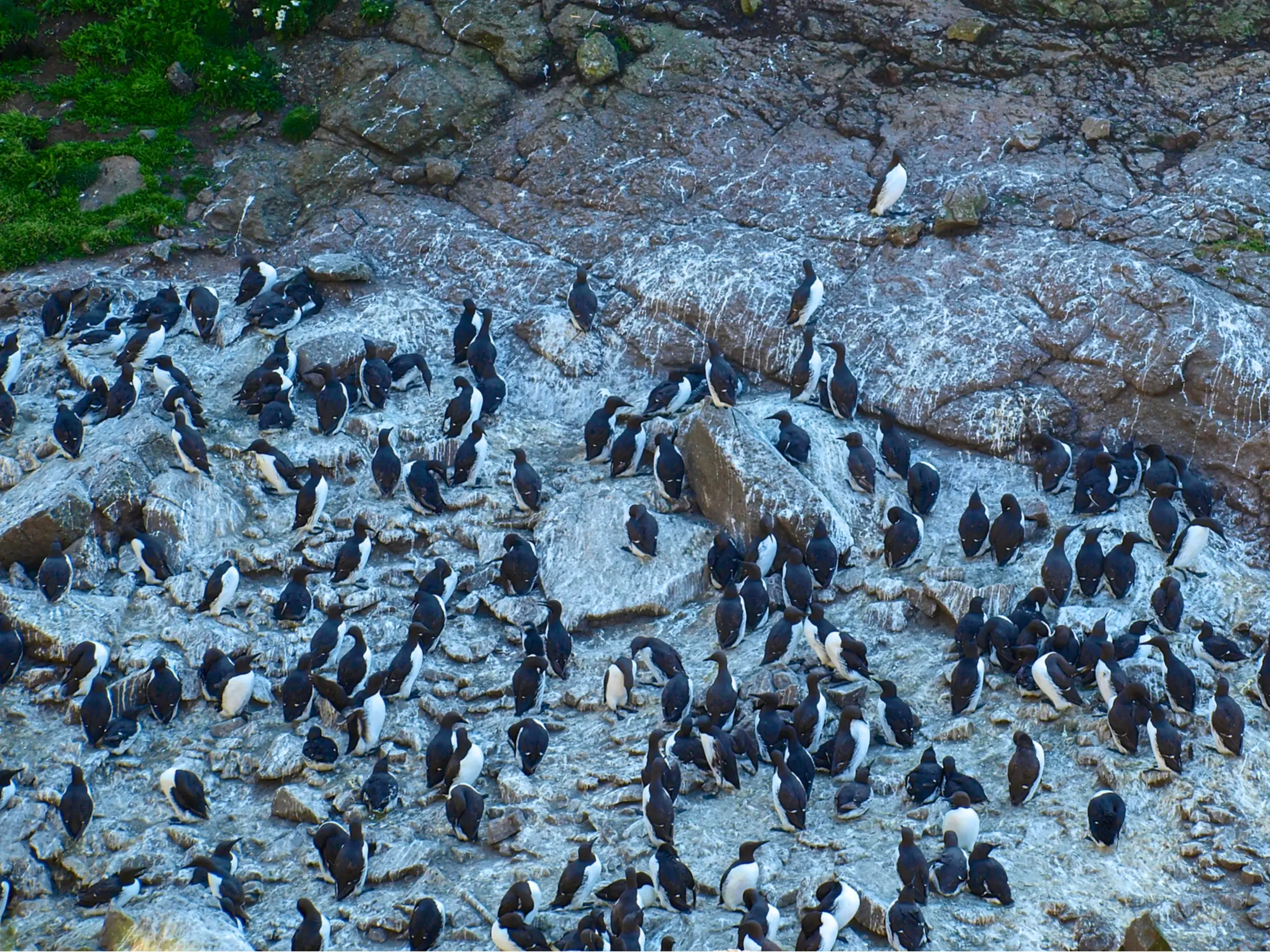 Hundreds of Guillemots on the Harp Rock
