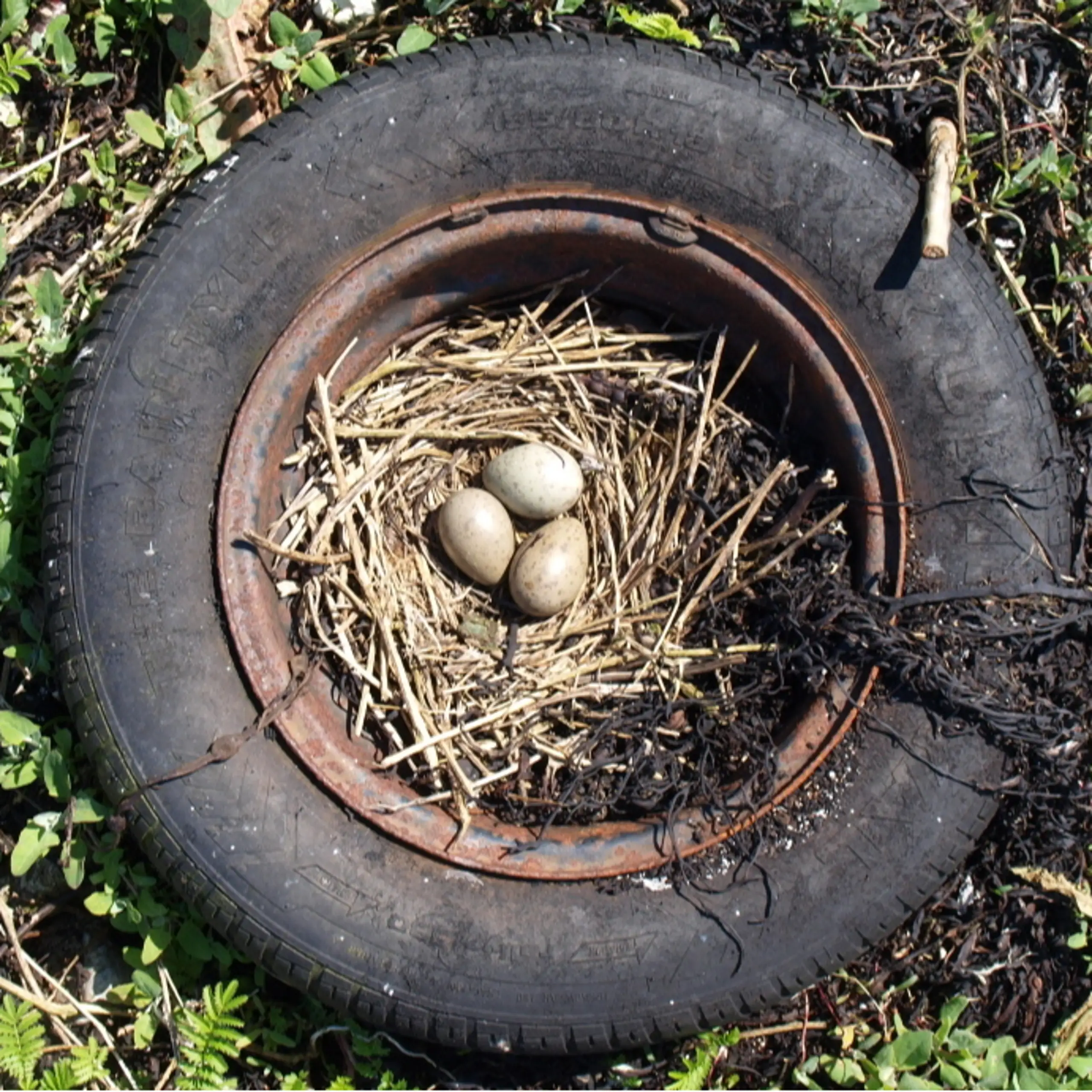An unusual nest