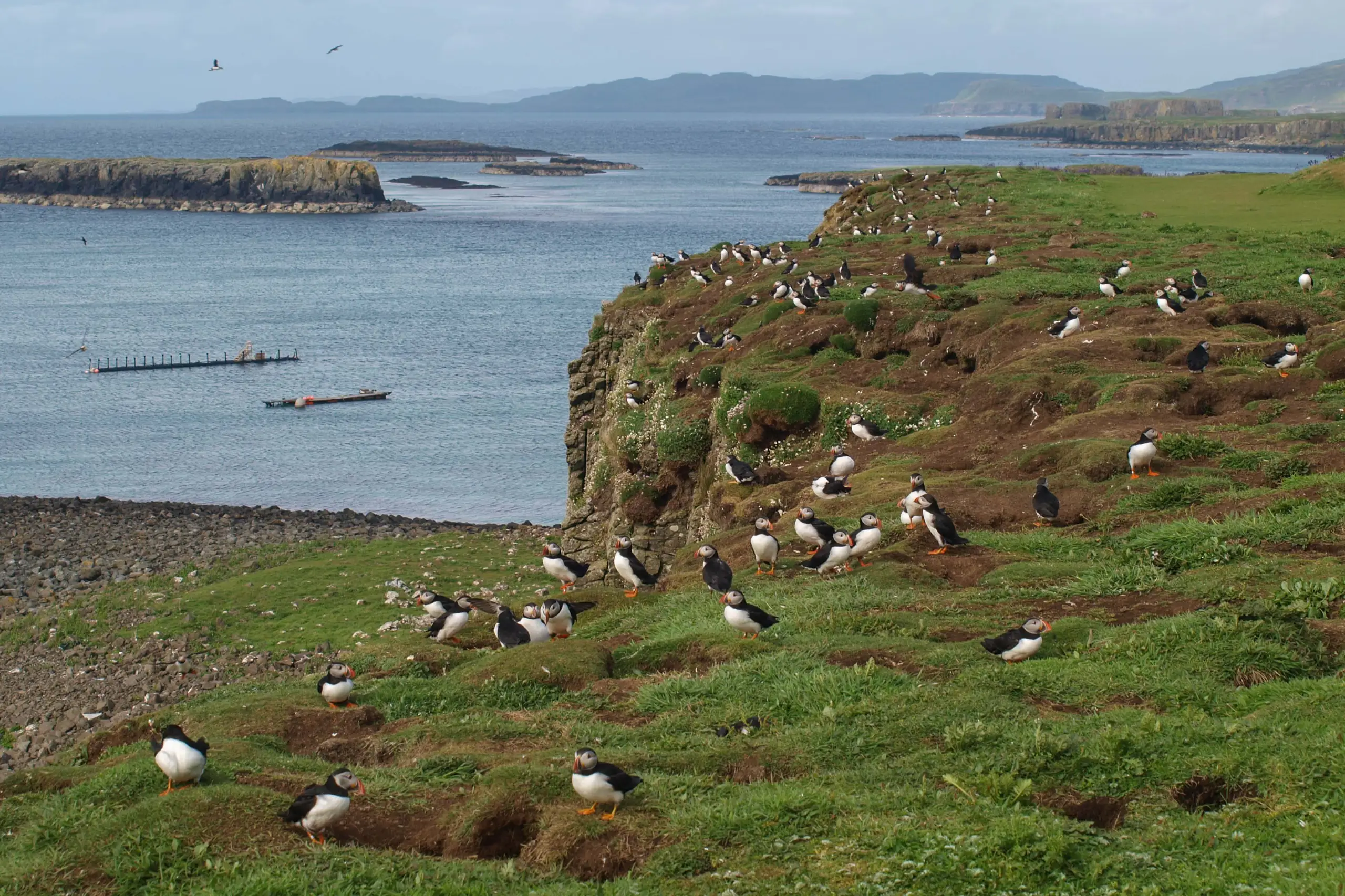 No shortage of puffins here