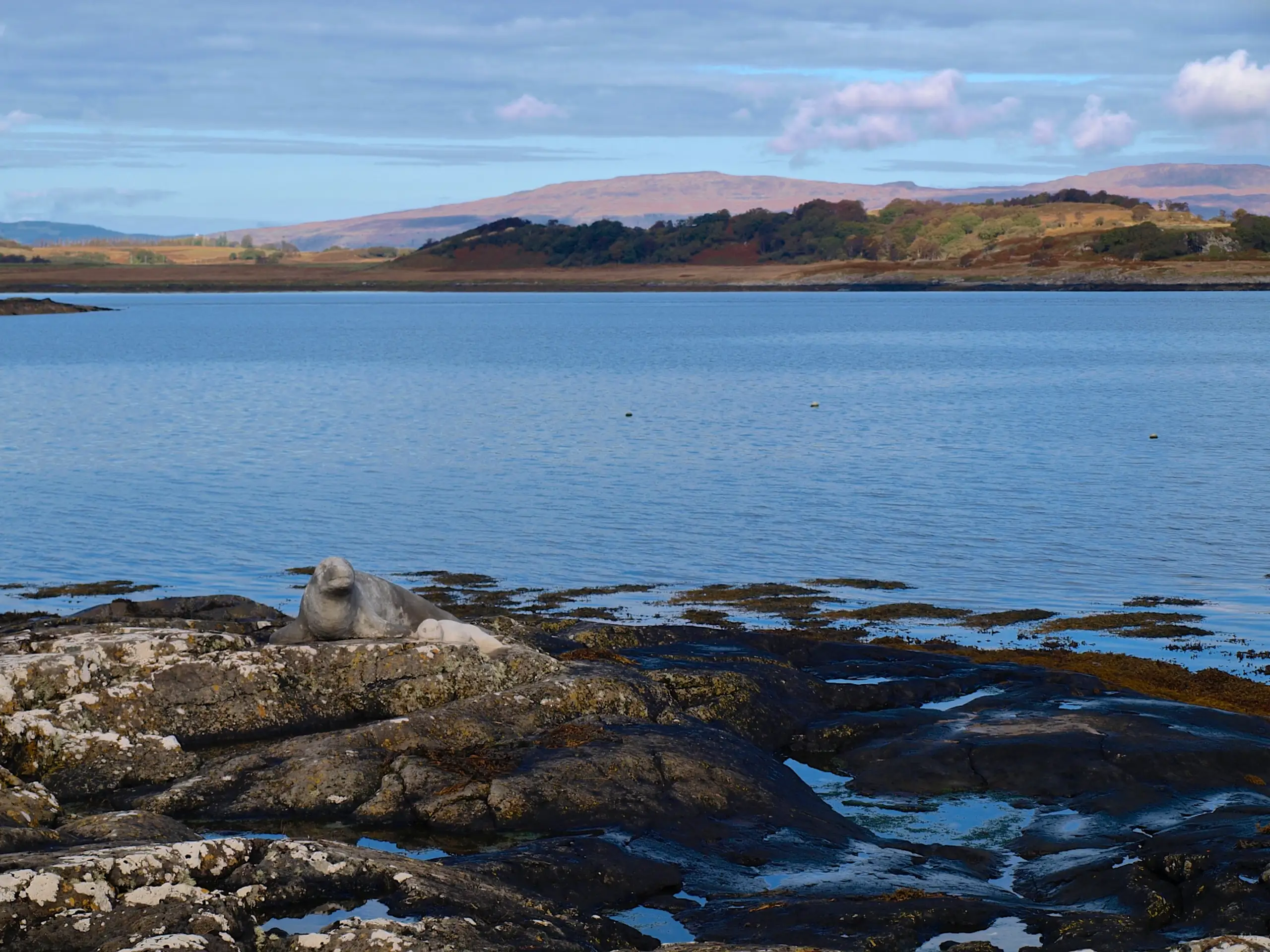 Quite a lifelike sculpture of a seal and her pup