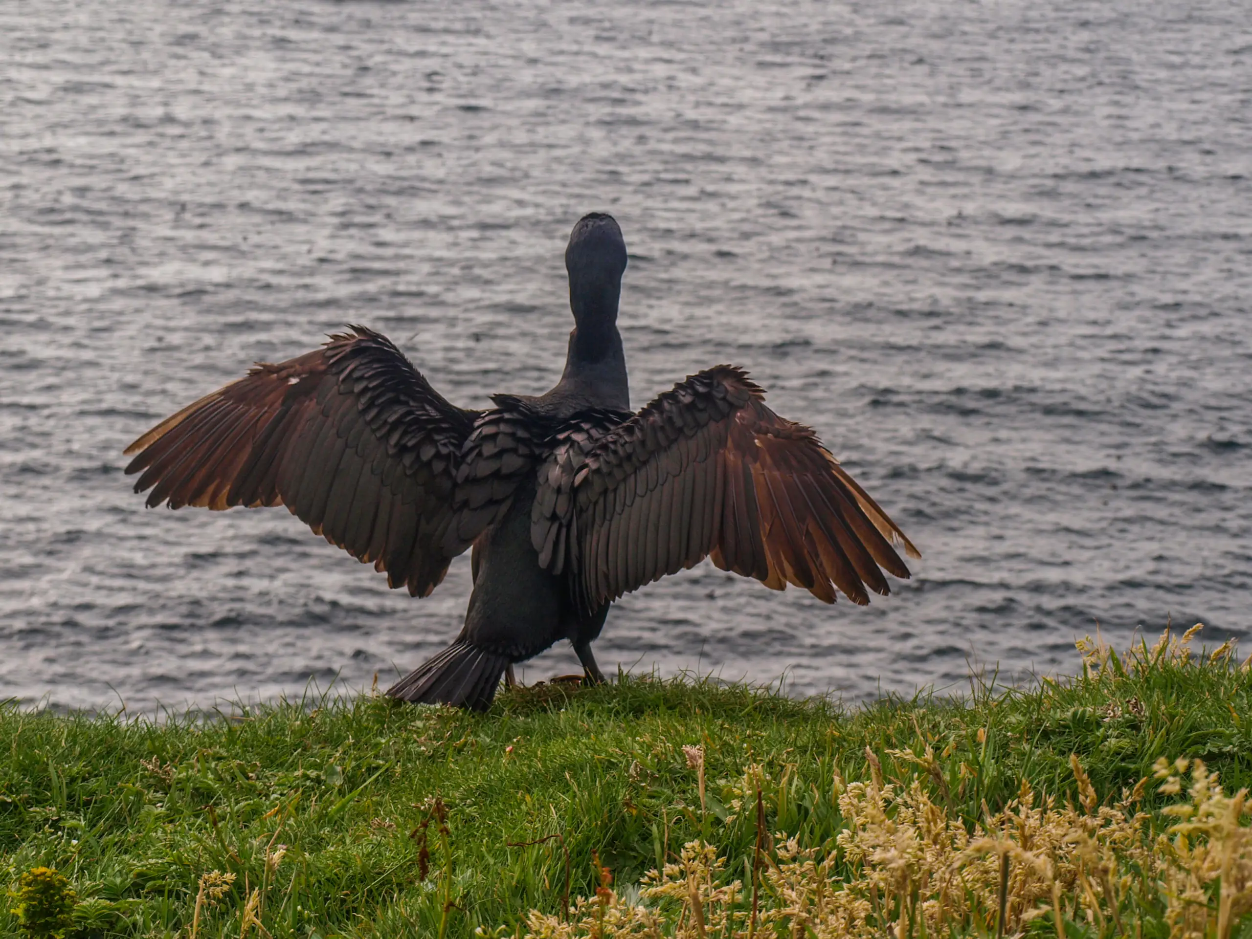 Not forgetting the shags