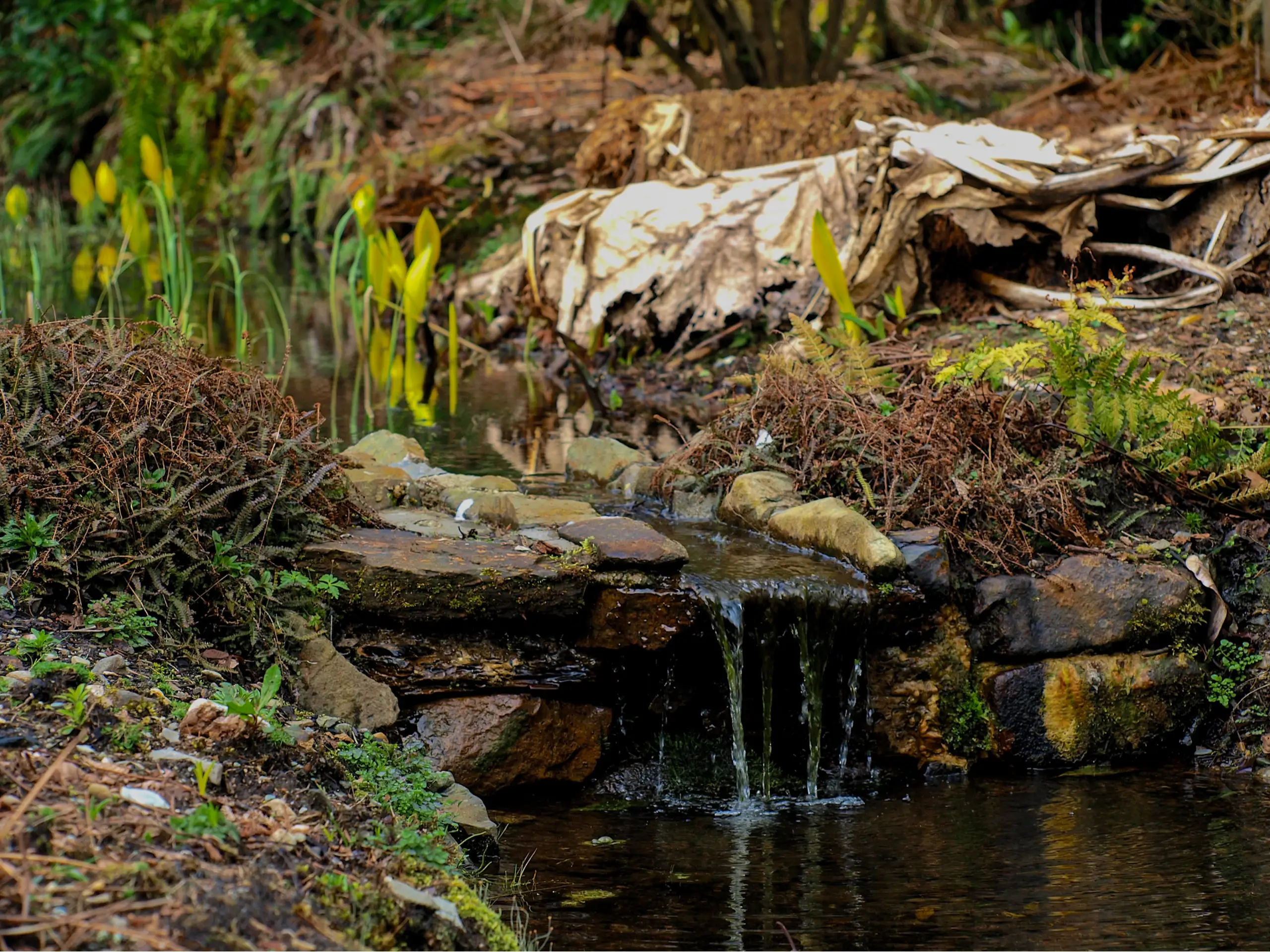 One of many of the delightful ponds in the garden