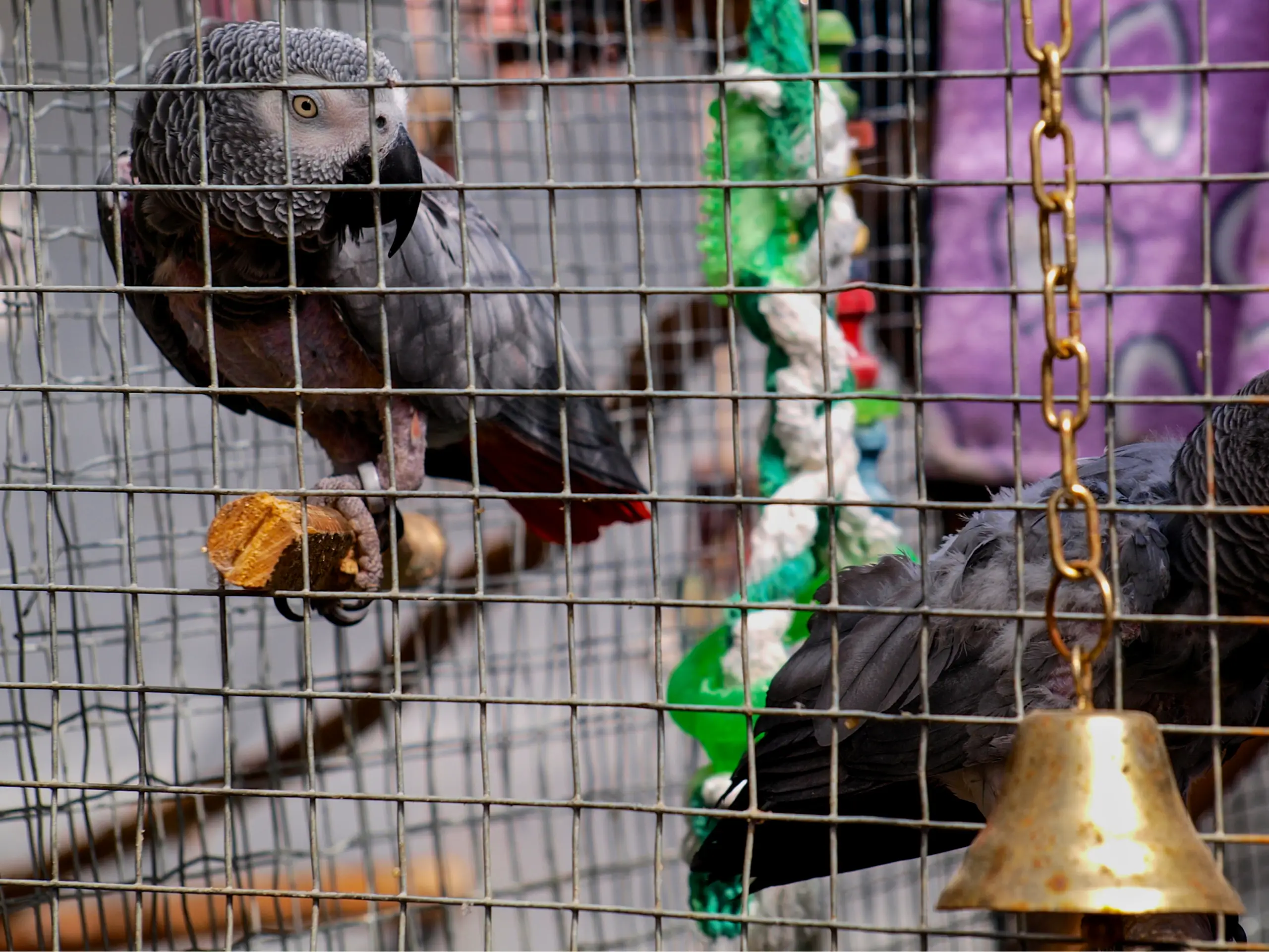 The parrots no longer