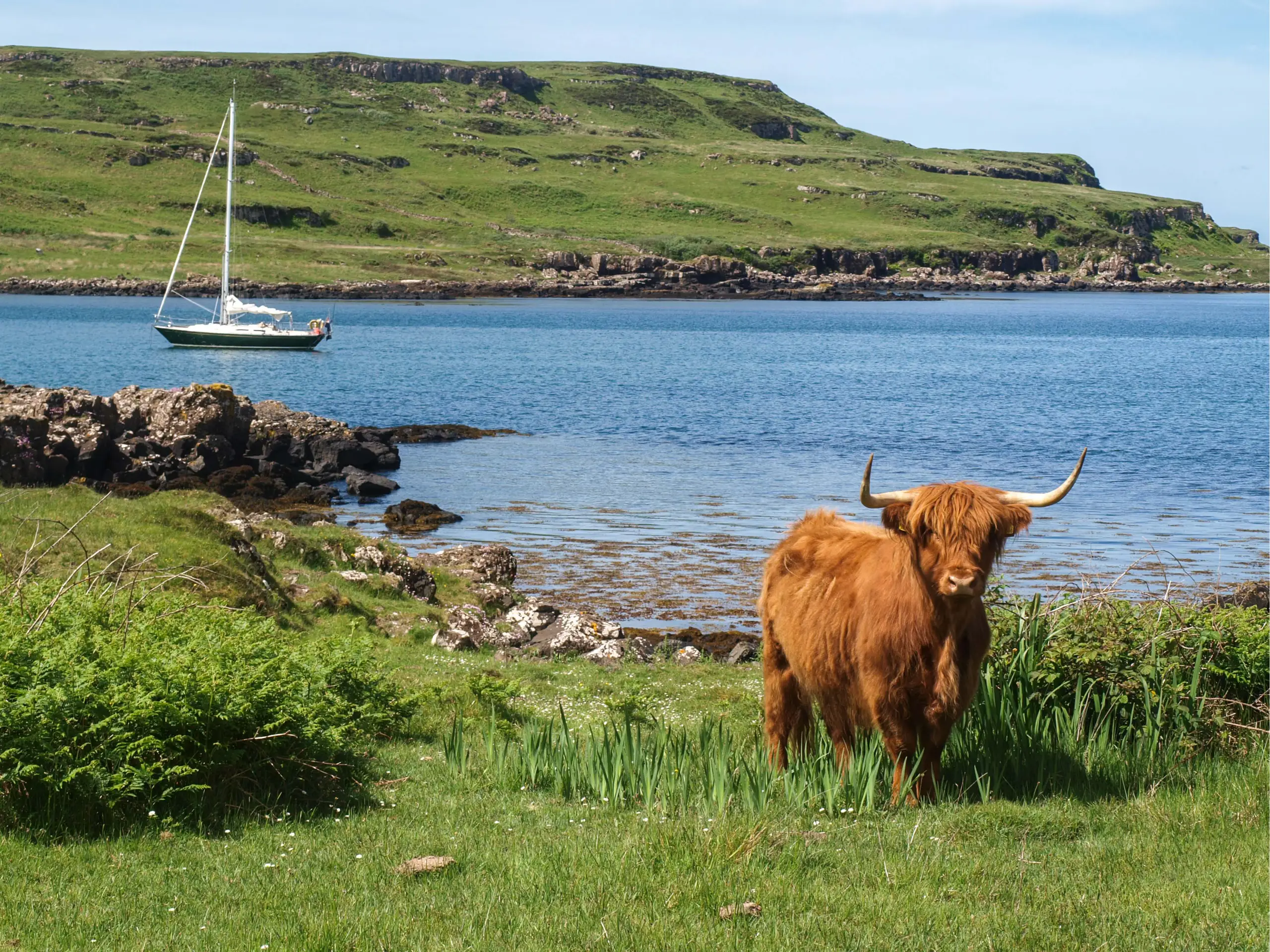 HIghland Cow and Pickle at anchor
